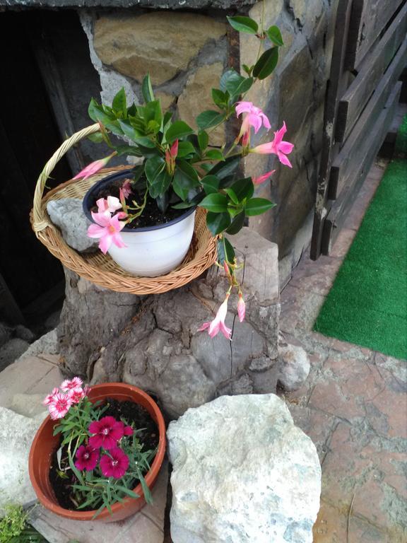 Vila Dariana Vatra Dornei Dış mekan fotoğraf